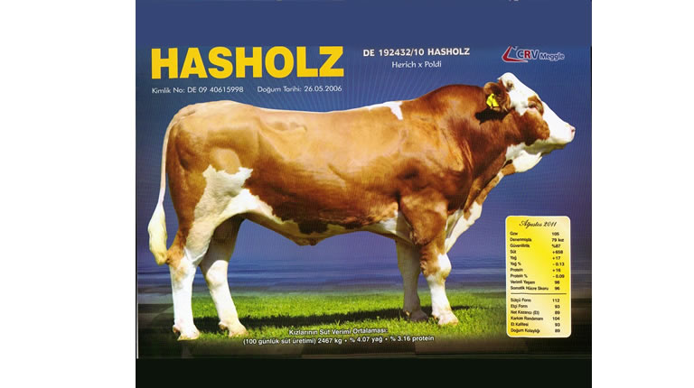 HASHOLZ