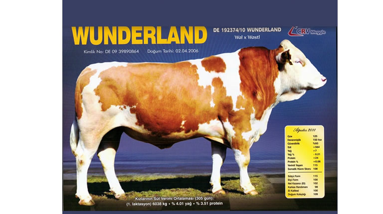 WUNDERLAND