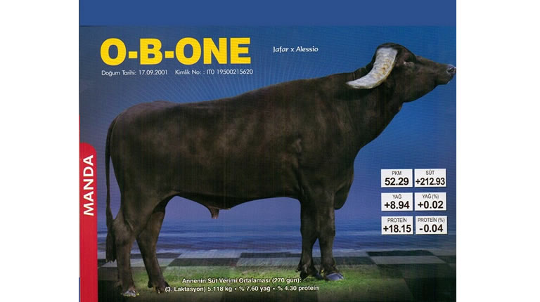 O-B-ONE